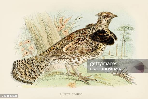 ruffed grouse engraving 1892 - grouse mountain stock illustrations