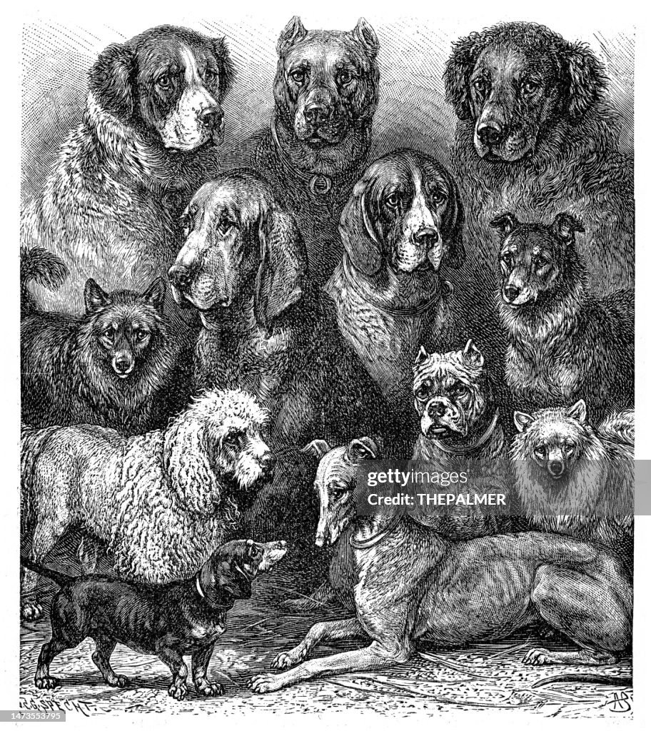 Dogs engraving 1892