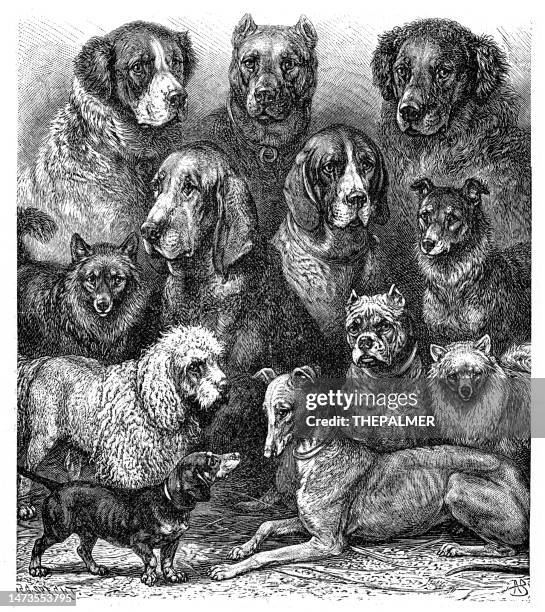 dogs engraving 1892 - newfoundland dog isolated stock illustrations