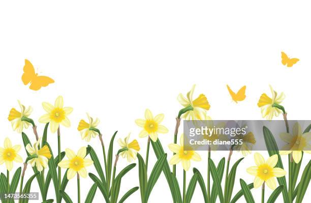 stockillustraties, clipart, cartoons en iconen met daffodils border isolated on a transparent background - narcissen