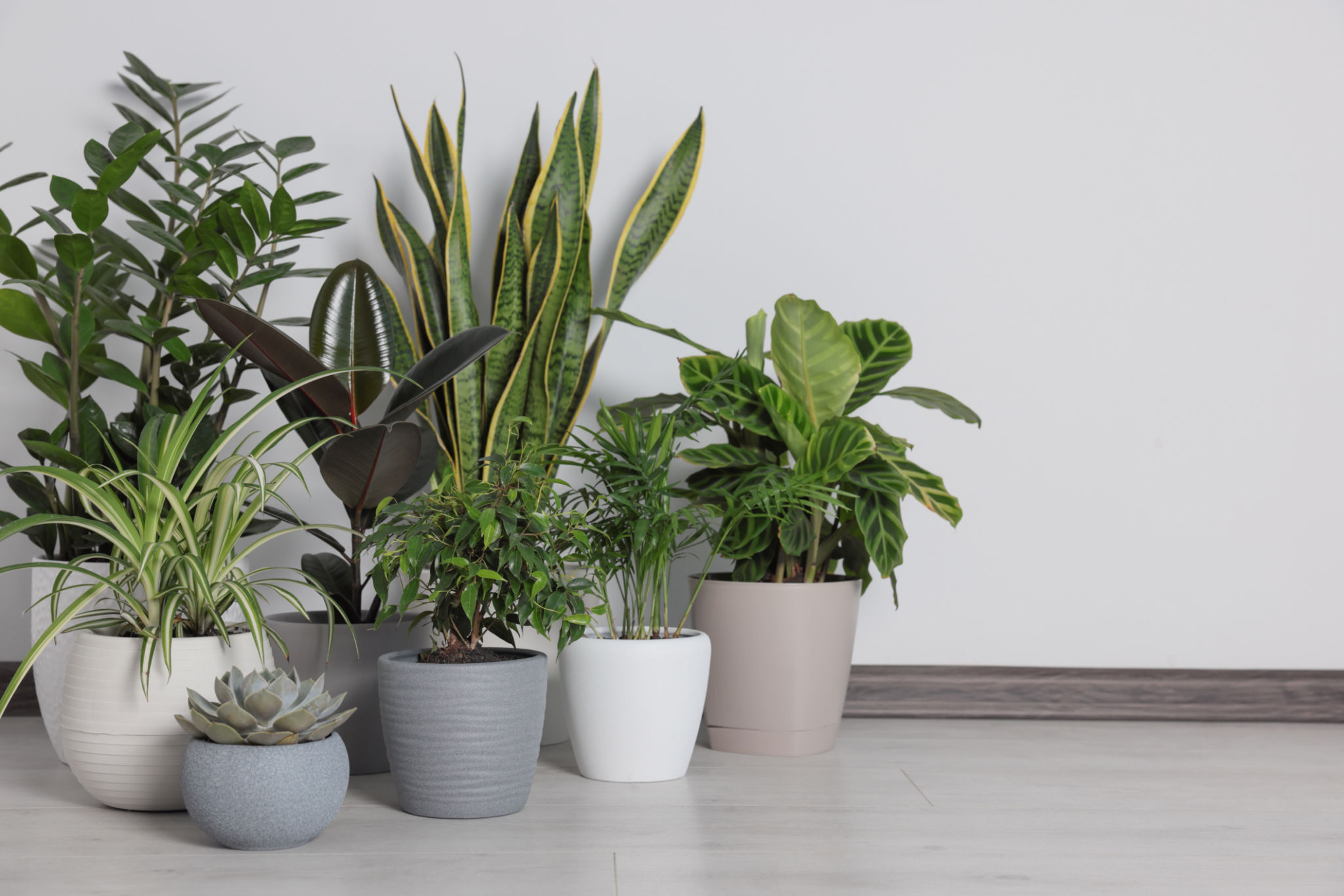 snake plant office