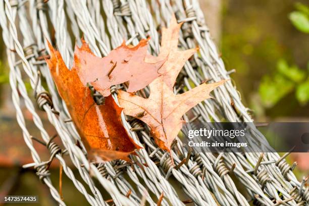 view of some barbed wire lines and a couple of dead leaves over them. an amount of barbed wire lines. - guards division stock pictures, royalty-free photos & images