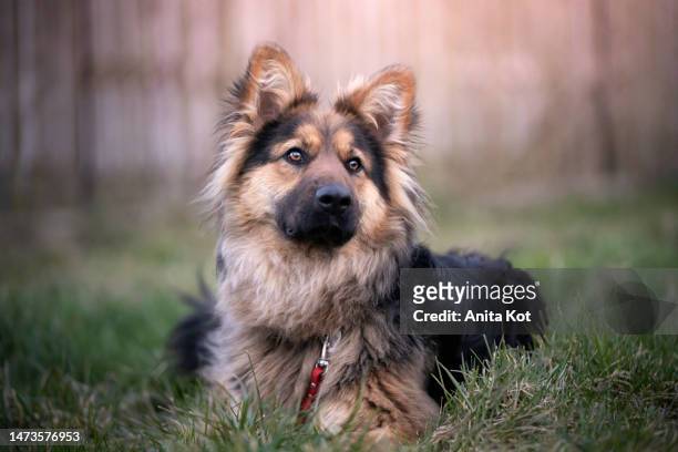 lying german long-haired shepherd - cão pastor alemão - fotografias e filmes do acervo