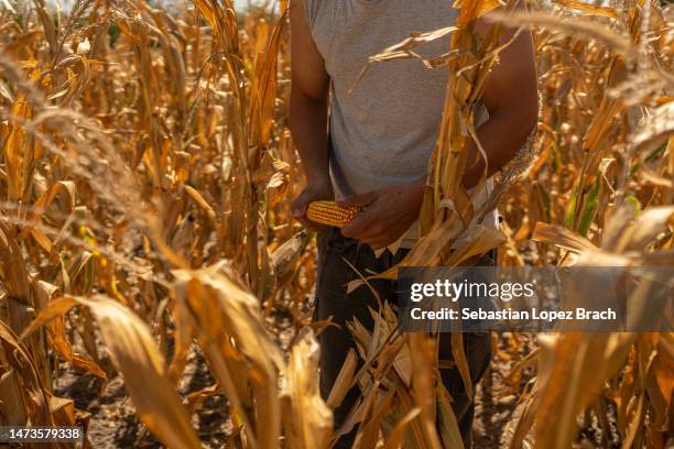 Farmer José Braidotti , who has lost the last three crops due to droughts, stands next to drought-stressed corn plants at his fields on March 12,...