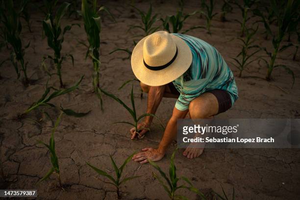 Farmer Javier Sanchez checks corn plants as severe heat and drought affected his fields on March 12, 2023 in Timbúes, Santa Fe, Argentina. Argentina...