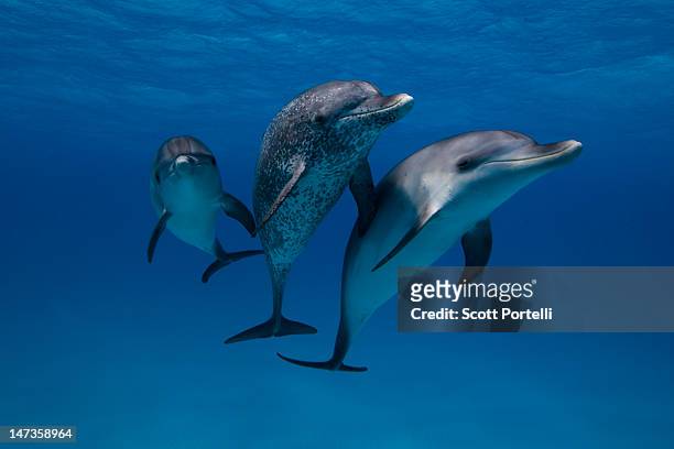 atlantic spotted dolphins - dolphin stockfoto's en -beelden