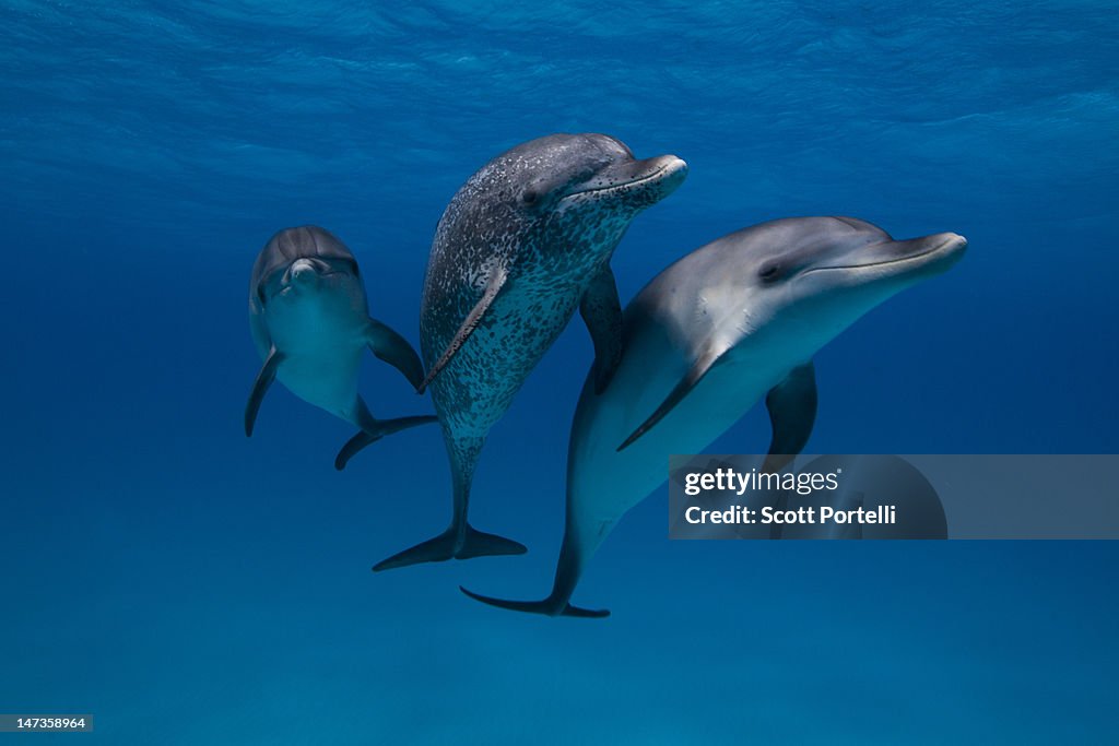 Atlantic Spotted Dolphins