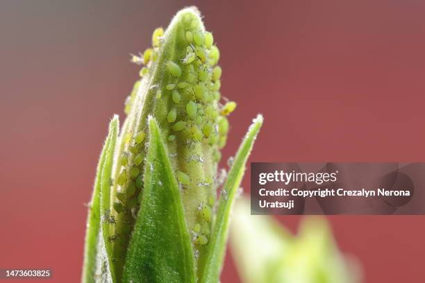 group of pest belly full live and active aphids with shed skin on hibiscus flower bud. abura mushi - aphid stock-fotos und bilder