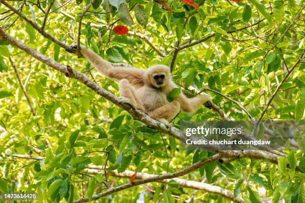 lar gibbon, white-handed gibbon, common gibbon (hylobates lar) on the branch in tropical forest, khao yai national park, thailand - khao yai national park stock pictures, royalty-free photos & images