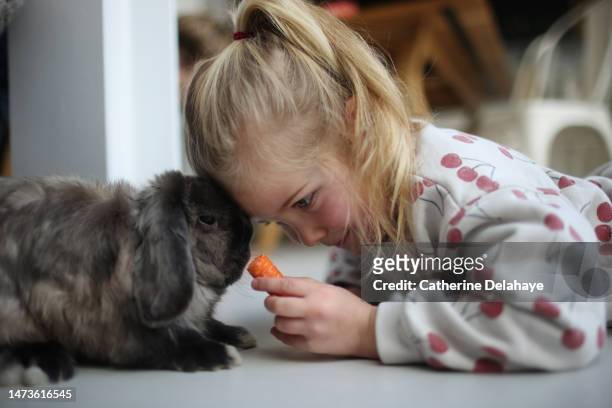 a little girl giving a carrot to her rabbit - bunnies stockfoto's en -beelden