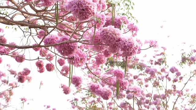 Pink flowers Tabebuia rosea blossom Natural pink trumpet tree.