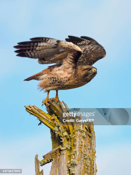 red-tailed hawk starting flight from tree snag in oregon - roodstaartbuizerd stockfoto's en -beelden
