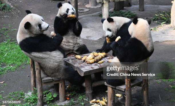Four giant pandas, Shuang Shuang, Chong Chong, Xi Xi and Qing Qing, enjoy their refreshments at Chongqing Zoo on March 15, 2023 in Chongqing, China.