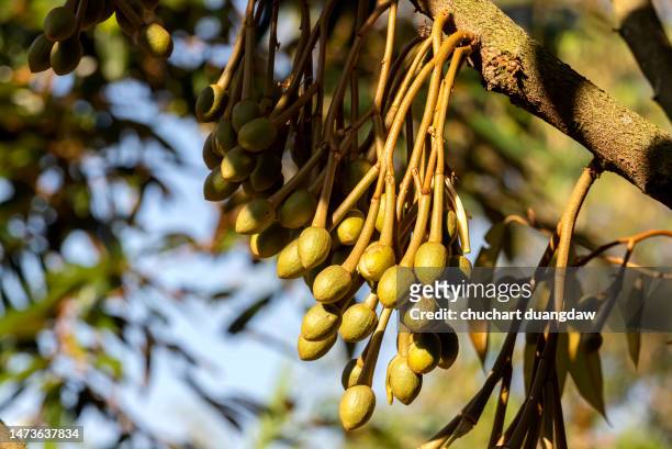 durian flowers in thailand - affenbrotbaum stock-fotos und bilder