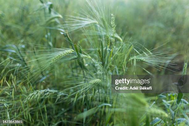 close-up of wheat on field - veteax bildbanksfoton och bilder