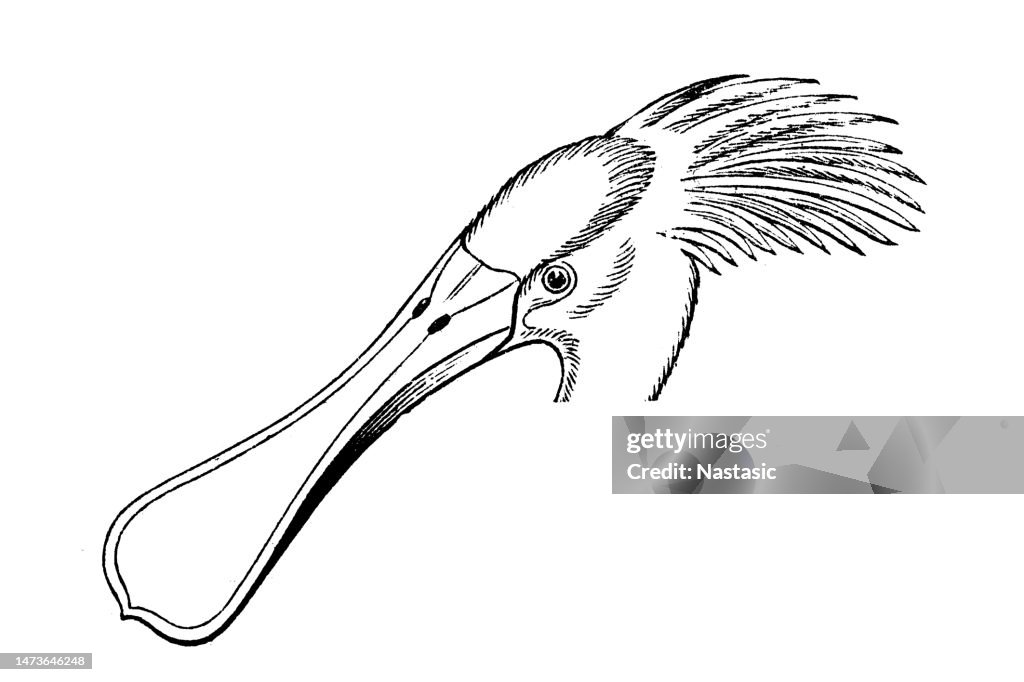 Eurasian spoonbill (Platalea leucorodia)
