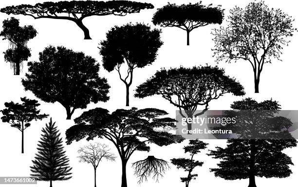 highly detailed tree silhouettes - intricate black line drawings stock illustrations