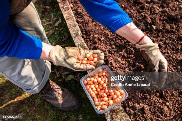 high angle view of person working in garden, wearing gardening gloves, planting baby onions, pushing them into the freshly dug up soil - onion stock pictures, royalty-free photos & images