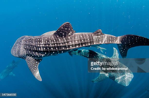 whalesharks - whale shark 個照片及圖片檔