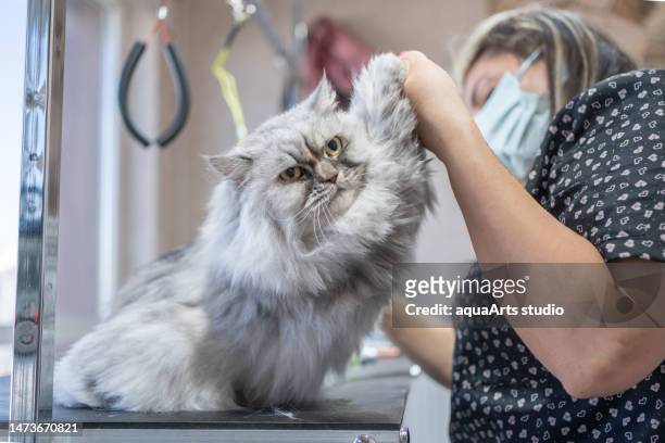 professional pet care - cat face mask stock pictures, royalty-free photos & images
