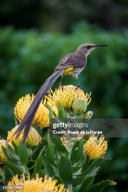 cape sugarbird, promerops cafer, on a pincushion protea flower. hermanus, whale coast, overberg, western cape, south africa - fynbos 個照片及圖片檔