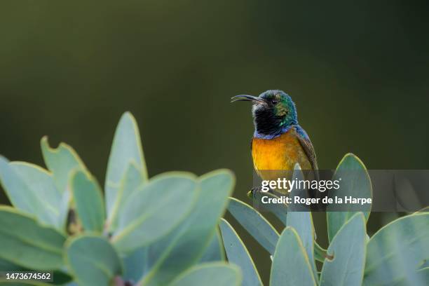 orange-breasted sunbird, anthobaphes violacea, betty's, bettys, bay. whale coast. overberg. western cape. south africa - fynbos 個照片及圖片檔