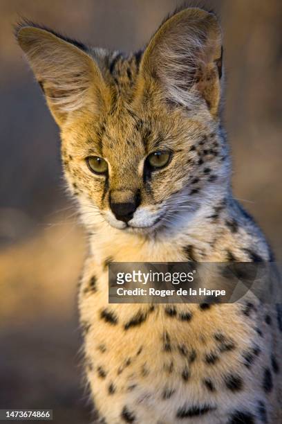 serval, leptailurus serval, northern tuli game reserve. botswana - serval stock-fotos und bilder