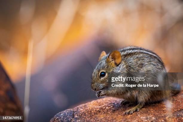 four-striped grass mouse or four-striped grass rat, rhabdomys pumilio, northern cape. south africa - field mouse fotografías e imágenes de stock