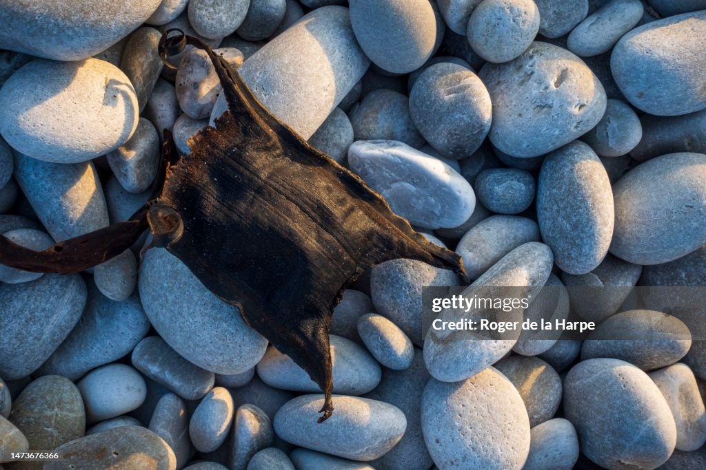 A shark's egg case or egg capsule, colloquially called a mermaid's purse, on a stoney shore. Cape Agulhas. L'Agulhas on the Overberg, Western Cape, South Africa