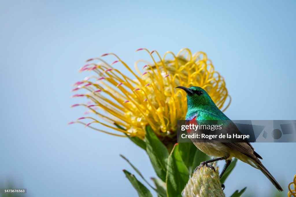 Southern double-collared sunbird or lesser double-collared sunbird, Cinnyris chalybeus, perched on a grey-leaf fountain pincushion, Leucospermum grandiflorum, flower. Cape Town, Western Cape. South Africa