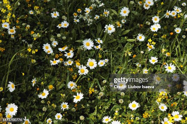 top vie of white wild chamomiles flowers on green meadow - chamomile fotografías e imágenes de stock