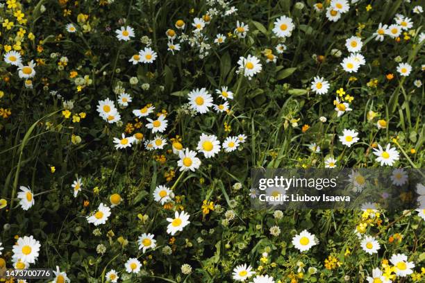 top vie of white wild chamomiles flowers on green meadow - flor silvestre fotografías e imágenes de stock