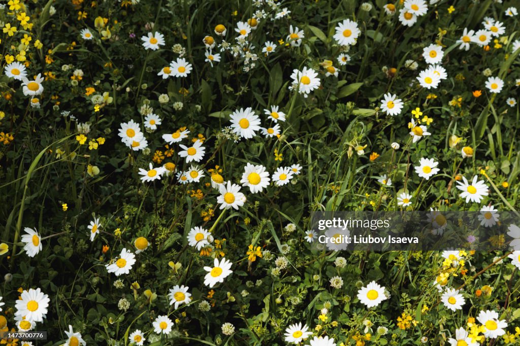 Top vie of white wild chamomiles flowers on green meadow