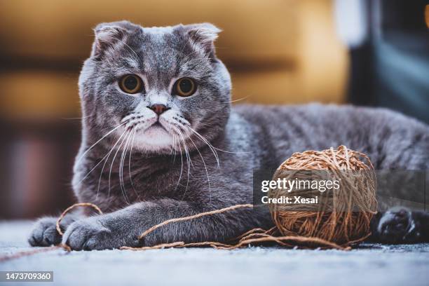 scottish fold cat - schnurrhaar stock-fotos und bilder