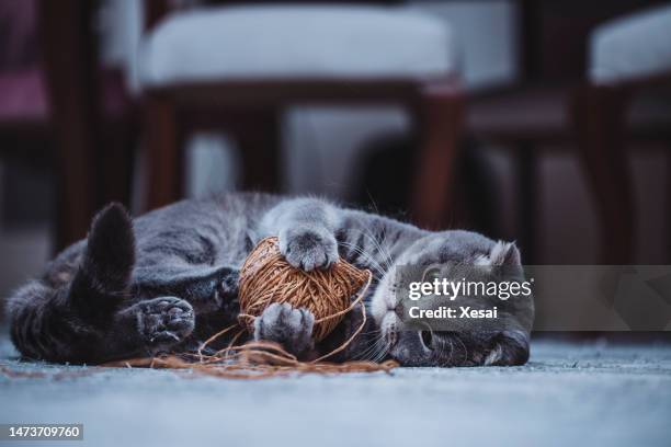 scottish fold cat - pure bred cat stock pictures, royalty-free photos & images