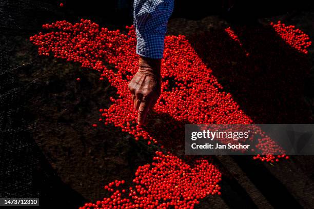 Hand of a Mexican farmer is seen randomly checking a chiltepin pepper, a wild variety of chili pepper, during the sun-drying process on October 28,...