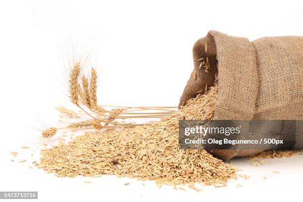 sack with grains and ear of wheat,moldova - oat ear stock pictures, royalty-free photos & images