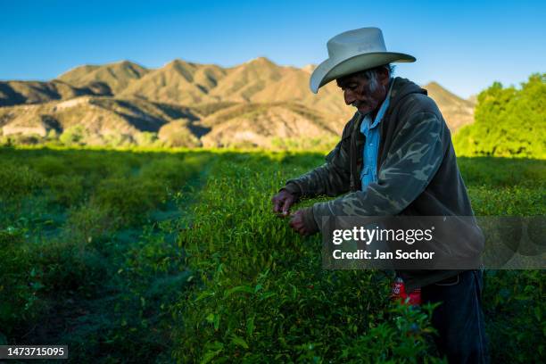 Mexican rancher picks chiltepin peppers, a wild variety of chili pepper, during a harvest on October 28, 2022 on a farm in Baviácora, Sonora, Mexico....