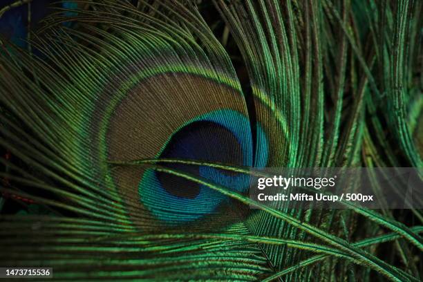 close-up of peacock feather,indonesia - animal markings stock pictures, royalty-free photos & images