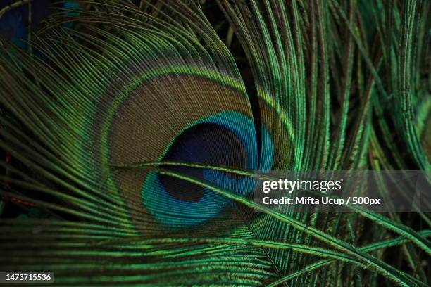 close-up of peacock feather,indonesia - animal markings bildbanksfoton och bilder