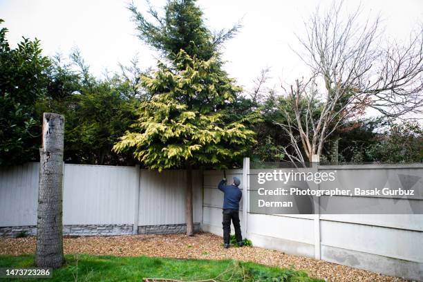 tree cutter working in a garden, pruning a long tree - tree surgeon stock pictures, royalty-free photos & images