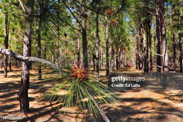 north carolina loblolly pine tree needle farm - pinus taeda stock pictures, royalty-free photos & images