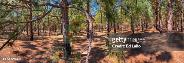 panoromic north carolina loblolly pine tree needle farm - loblolly pine stock pictures, royalty-free photos & images