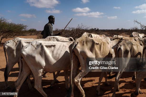 Somali herder walks his cows through scrubland on January 11,2023 near Doolow in western Somalia. Conservative estimates have put livestock deaths...