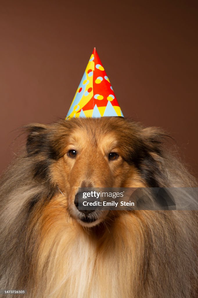 Lassie Dog in party hat