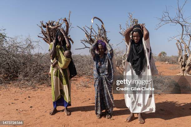 Displaced Somali women carrying gathered wood for burning in the nearby IDP settlement on January 12, 2023 in Doolow, Somalia.