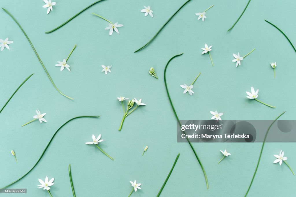 Small white flowers with leaves. Star-shaped flowers. Floral background.