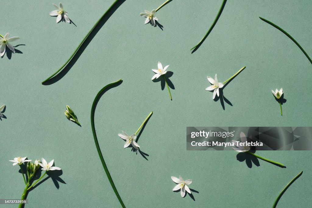 Small white flowers with leaves. Star-shaped flowers. Floral background.