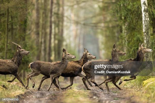 rothirsch (cervus elaphus). kollektive jagd. - herde stock-fotos und bilder