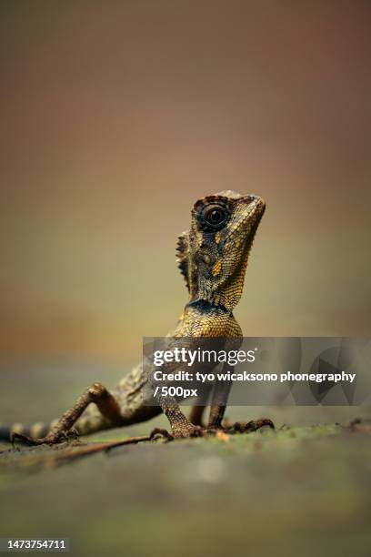 Bearded Dragons - Bush Heritage Australia